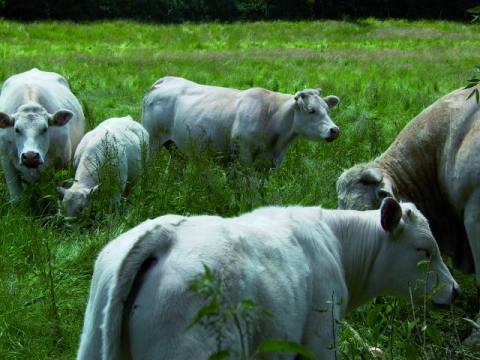 Eine Wiese mit weidenden K&uuml;hen